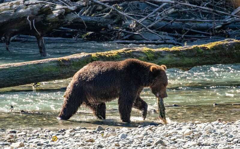 Campbell River: Full-Day Grizzly Bear Tour With Lunch - Practical Tips for a Smooth Trip