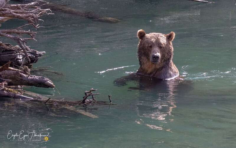 Campbell River: Full-Day Grizzly Bear Tour With Lunch - FAQ