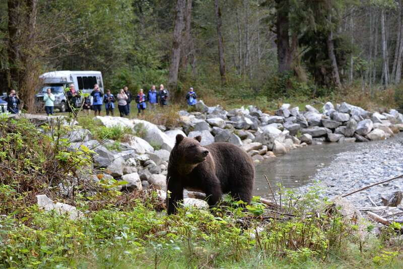 Campbell River: Grizzly Bear-Watching Tour with Lunch - Introduction: A Wild Encounter in British Columbia