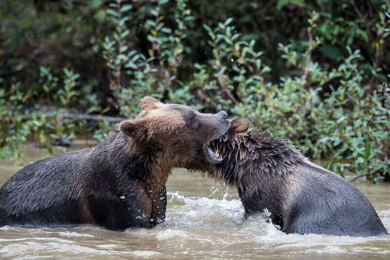 Campbell River: Grizzly Bear-Watching Tour with Lunch - Authentic Encounters: What Previous Travelers Say