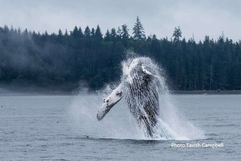 Campbell River: Grizzly Bear-Watching Tour with Lunch - Who Will Love This Tour?