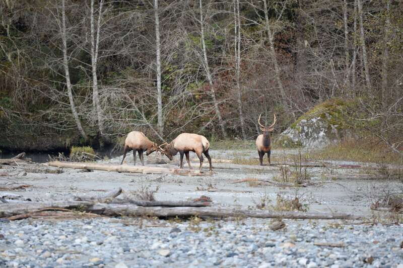 Campbell River: Grizzly Bear-Watching Tour with Lunch - Final Thoughts: Is It Worth It?