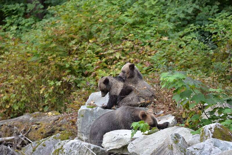 Campbell River: Grizzly Bear-Watching Tour with Lunch - FAQ: Common Questions about the Campbell River Grizzly Bear Tour