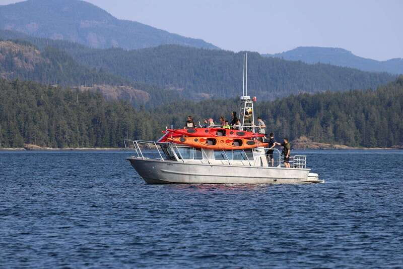 Campbell River: Kayaking and Whale Watching Tour - The Value of This Tour