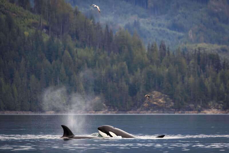 Campbell River: Kayaking and Whale Watching Tour - Who Would Love This Tour?