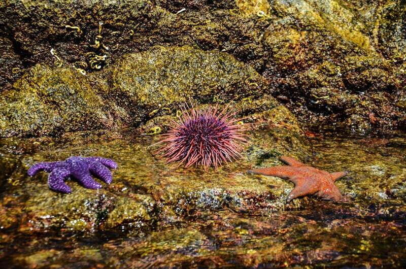 Campbell River: Kayaking and Whale Watching Tour - Final Thoughts