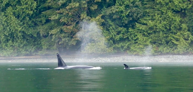 Campbell River: Salish Sea Whale Watching Adventure - Setting Off from Downtown Campbell River