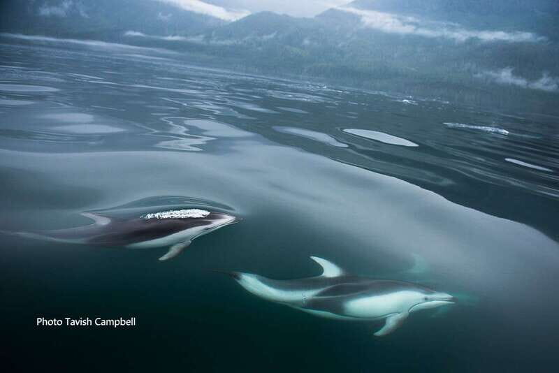 Campbell River: Salish Sea Whale Watching Adventure - What Travelers Say