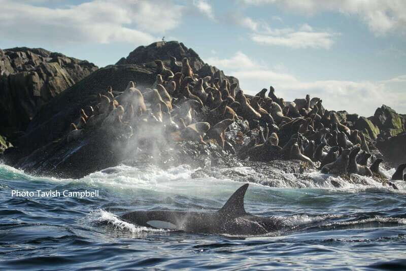 Campbell River: Salish Sea Whale Watching Adventure - Practical Details and Tips