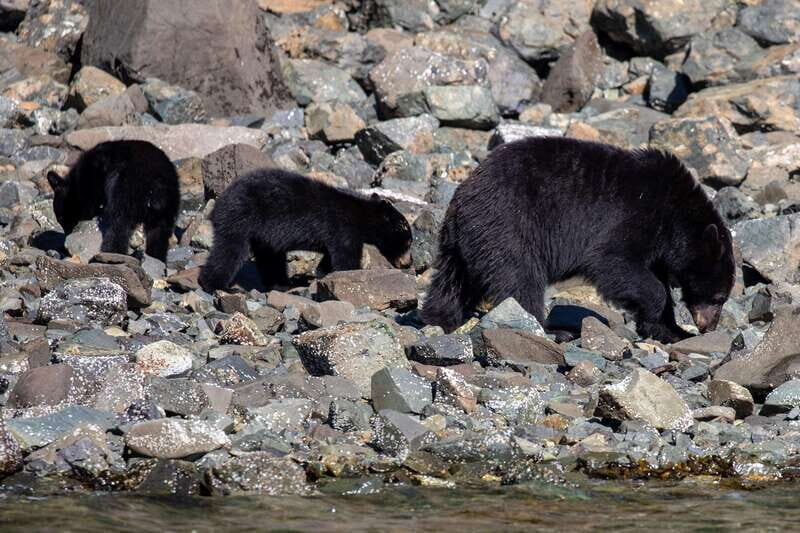 Campbell River: Spring Bear Watching & Waterfalls Boat Tour - FAQ