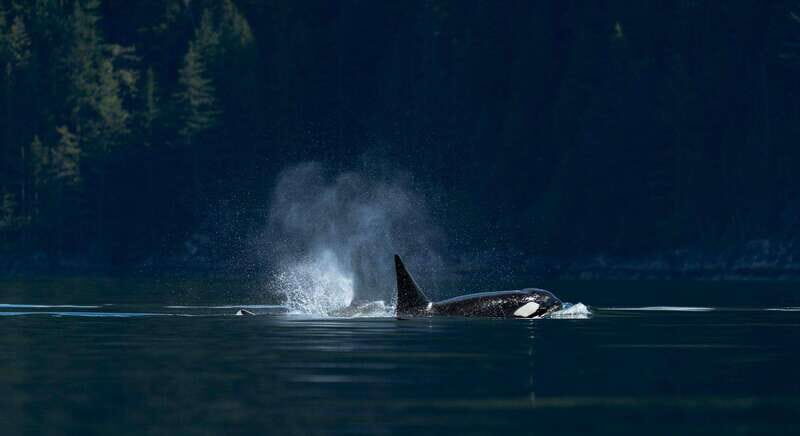 Campbell River: Whale Watching and Wildlife Viewing Day Tour - An In-Depth Look at the Campbell River Whale Watching Experience