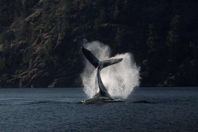 Campbell River: Whale Watching and Wildlife Viewing Day Tour - How the Price Reflects the Experience