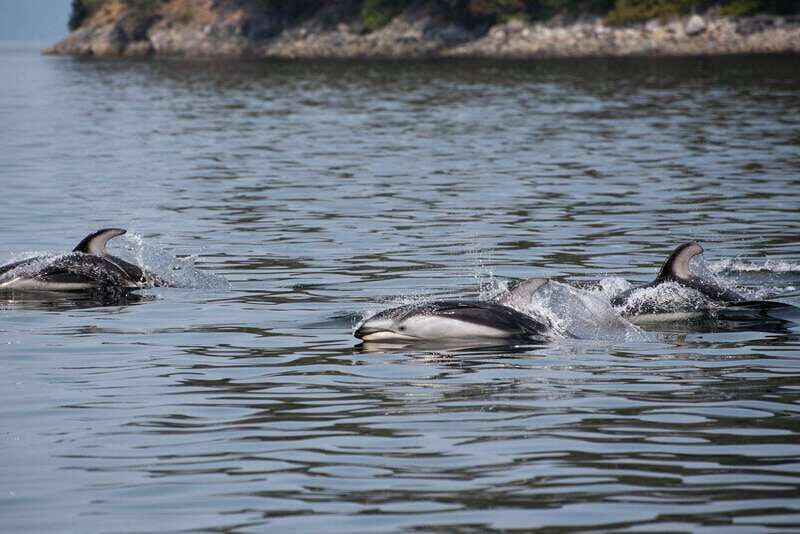 Campbell River: Whale Watching and Wildlife Viewing Day Tour - Final Thoughts