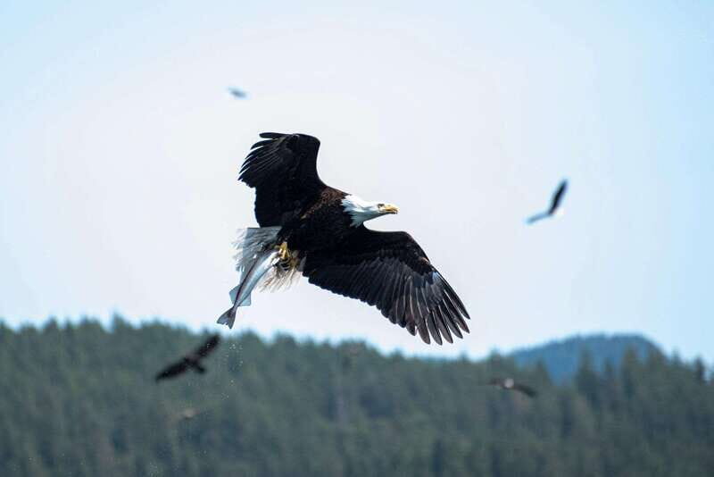 Campbell River: Whale Watching and Wildlife Viewing Day Tour - FAQ