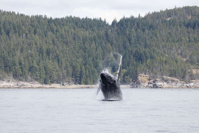 Campbell River: Whale Watching Cruise with Lunch - An In-Depth Look at the Experience