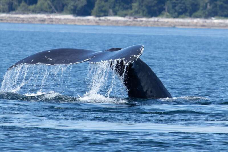 Campbell River: Whale Watching Cruise with Lunch - Final Thoughts