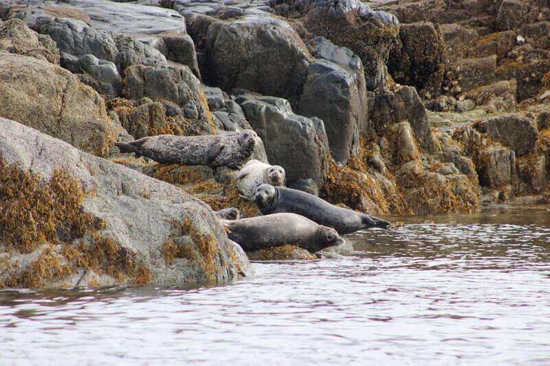 Campbell River: Whale & Wildlife Discovery Cruise - An In-Depth Look at the Campbell River Whale & Wildlife Discovery Cruise