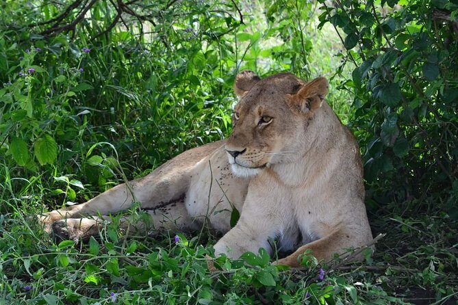 Camping to Serengeti & Ngorongoro Premium Parks - An Introduction to the Safari Experience
