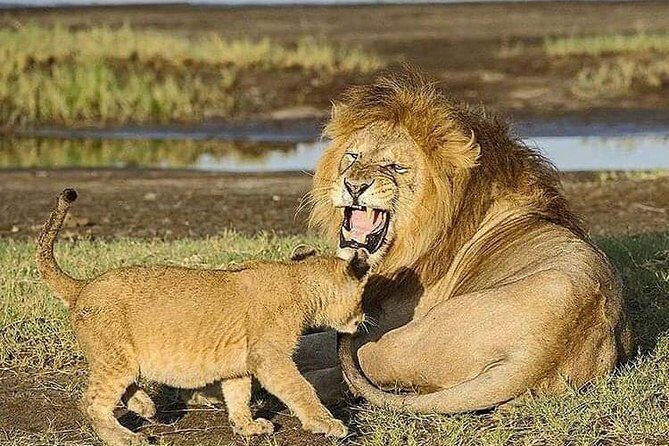 Camping to Serengeti & Ngorongoro Premium Parks - Practical Considerations & Tips