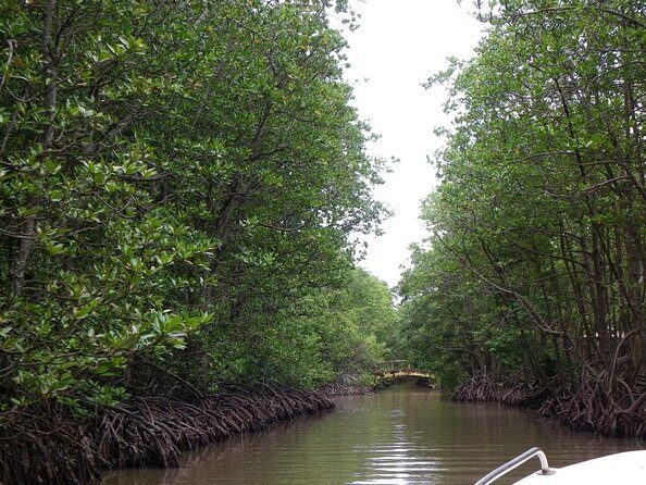 Can Gio mangrove eco tour 1 day private - Key Points