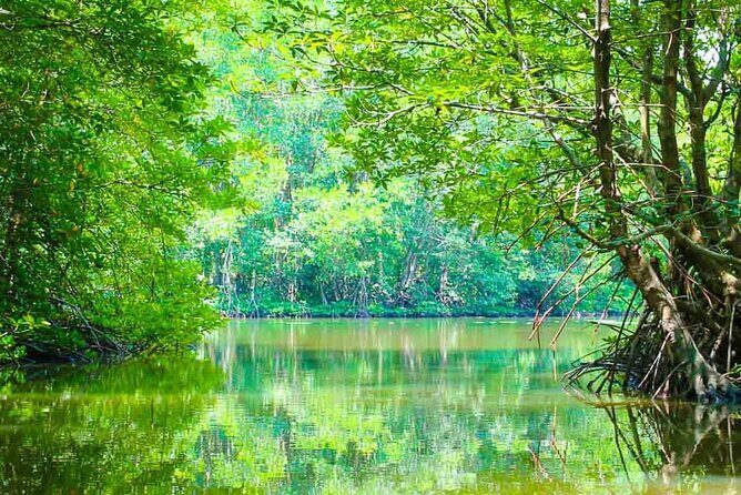 Can Gio Mangrove Forest 1 day tour - Key Points
