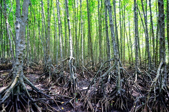 Can Gio Mangrove Forest 1 day tour - Final Thoughts: Is It Worth It?