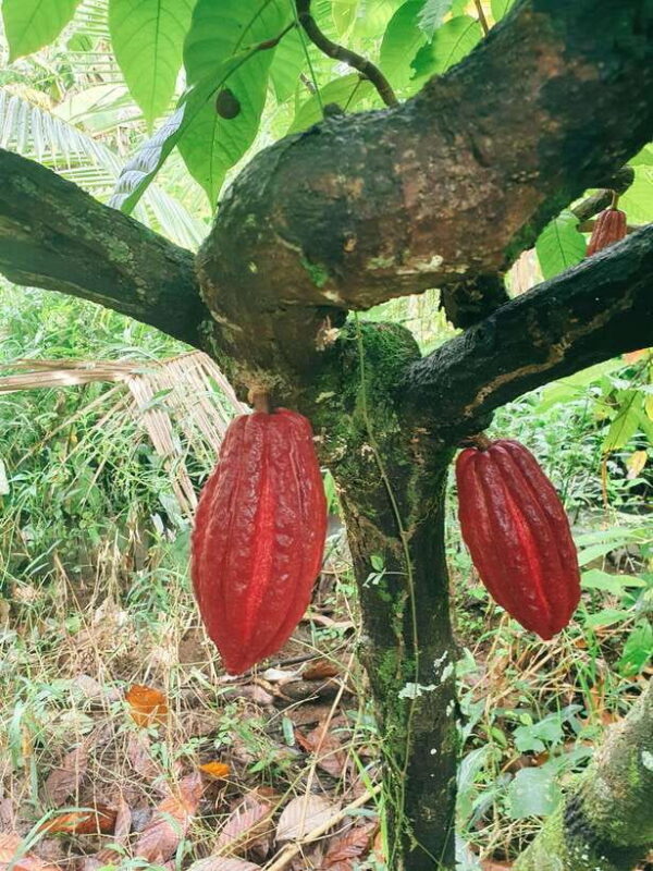 Can Tho: Countryside Cycling Tour with Cocoa Farm Visit - A Gentle Ride Through the Can Tho Countryside