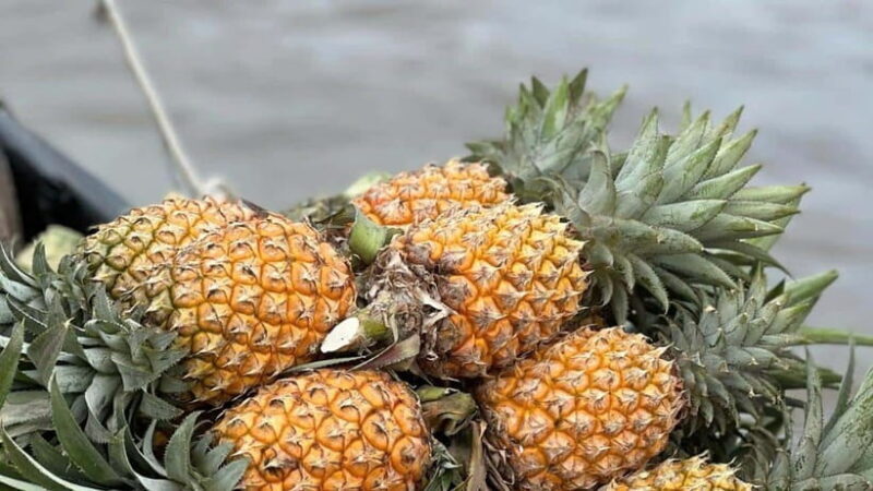 Can Tho: Floating Market explore local life, Mekong farm - An In-Depth Look at the Tour Experience