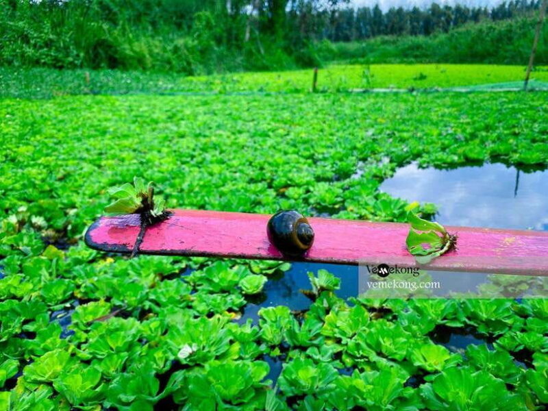 Can Tho: Lung Ngoc Hoang Forest Nature Reserve Half-Day Tour - Who Would Love This Tour?