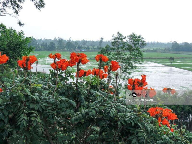 Can Tho: Lung Ngoc Hoang Nature Reserve & Forest Tour - Practical Details and Value