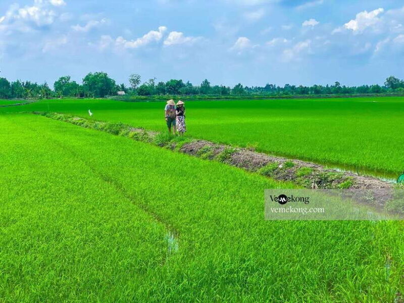 Can Tho: Lung Ngoc Hoang Nature Reserve & Forest Tour - What to Expect From the Itinerary