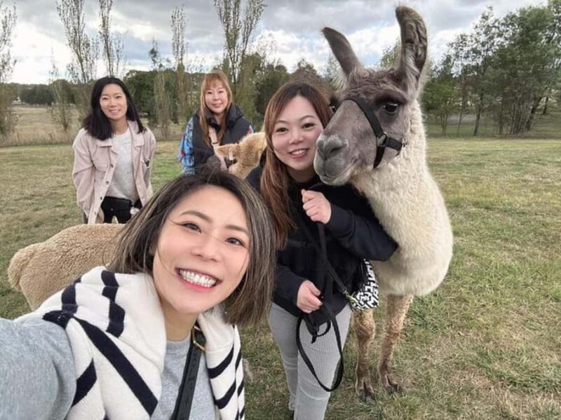Canberra: Alpaca Adventure Farm Tour (morning tea included) - Introduction