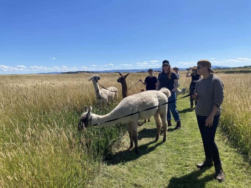 Canberra: Alpaca Adventure Farm Tour (morning tea included) - Interacting with Alpacas and Llamas