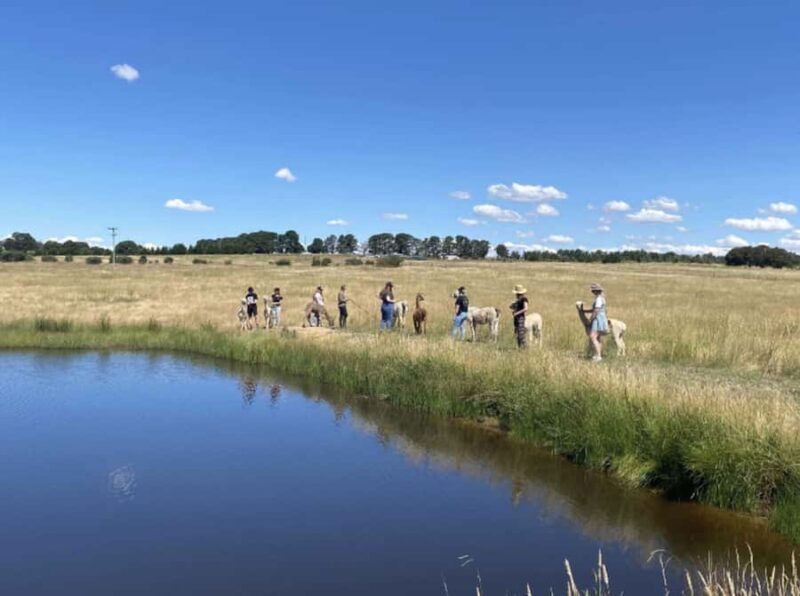Canberra: Alpaca Adventure Farm Tour (morning tea included) - Morning Tea and Relaxation