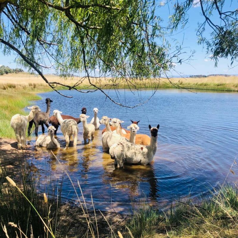 Canberra: Alpaca Adventure Farm Tour (morning tea included) - Who is This Tour Best For?