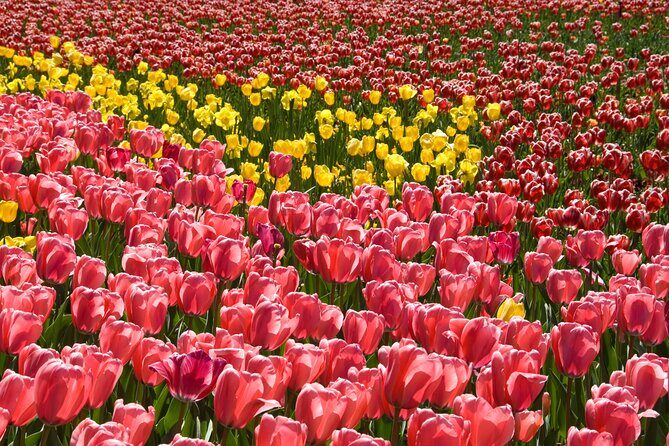 Canberra Day Trip from Sydney - In The Sum Up: Who Will Love This Tour?