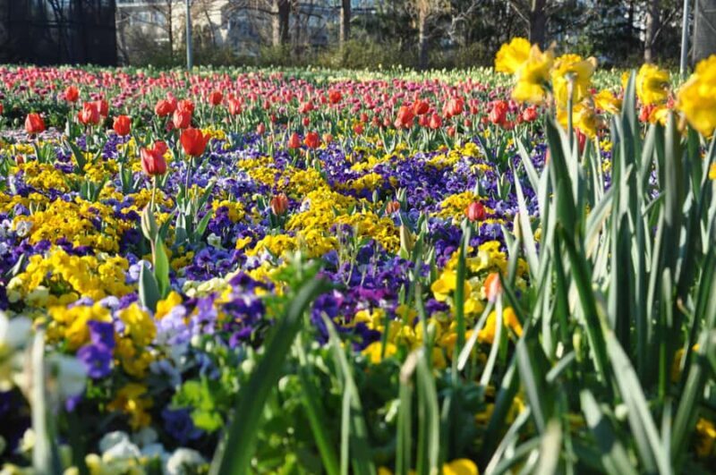 Canberra: Guided Tour of Floriade Festival with Transfers - Key Points