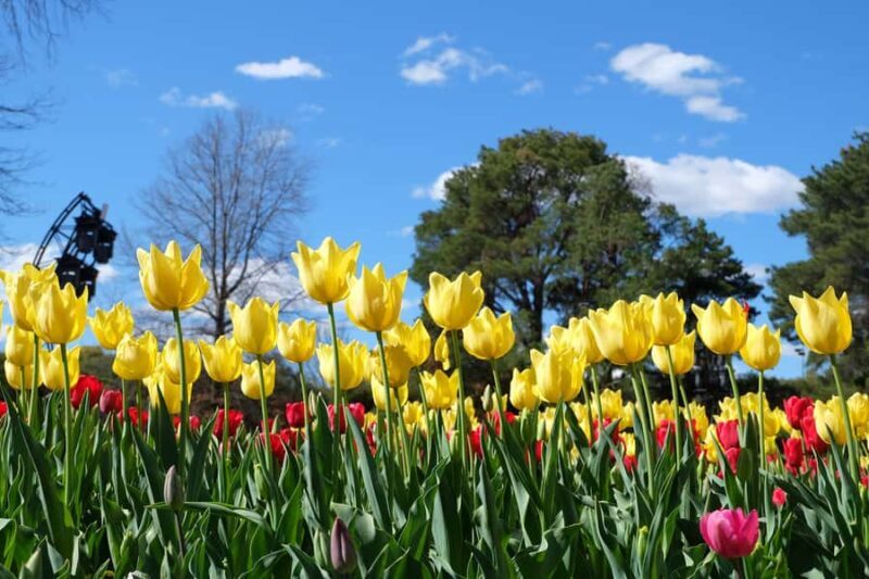 Canberra: Guided Tour of Floriade Festival with Transfers - The Itinerary: What Makes Each Stop Special