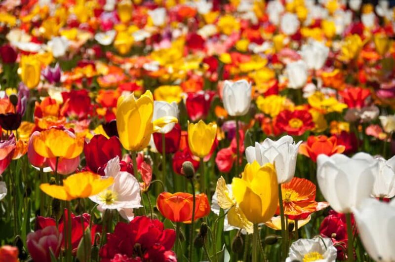 Canberra: Guided Tour of Floriade Festival with Transfers - What Travelers Say