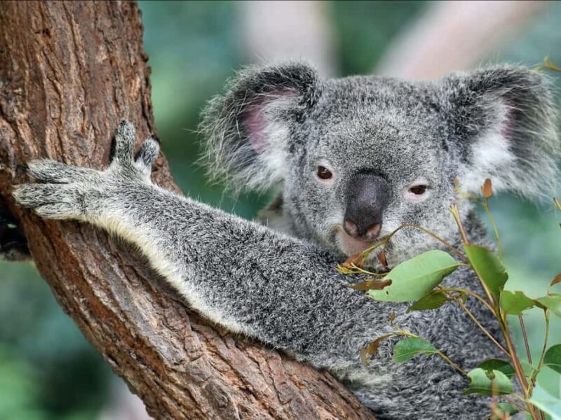 Canberra: Kangaroos and Koala Experience Tour - How the Experience Adds Value