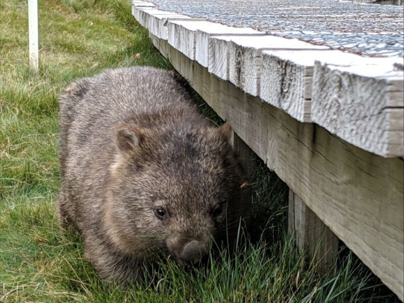 Canberra: Kangaroos and Koala Experience Tour - What Could Be Improved?