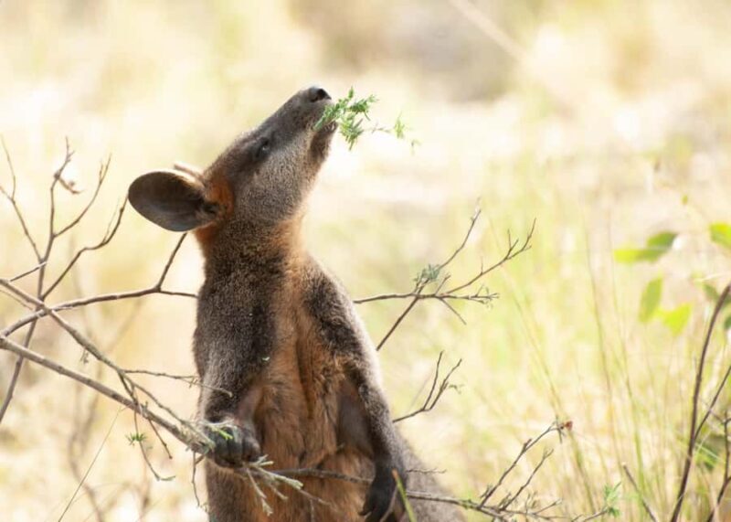 Canberra: Nature Tour with Lunch - A Detailed Look at What You Can Expect