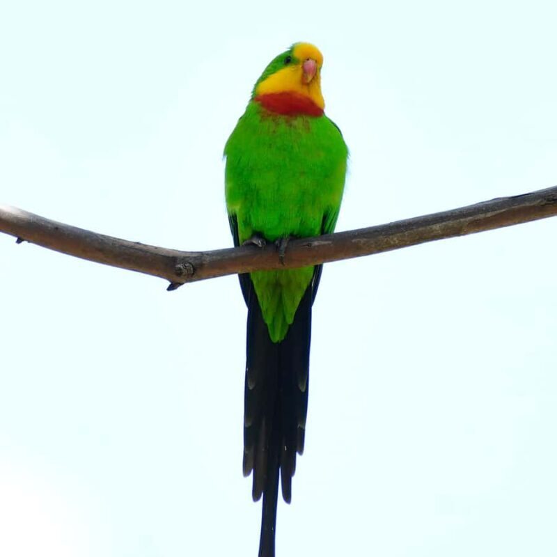 Canberra: Nature Tour with Lunch - Who Will Love This Tour?