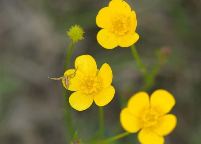 Canberra: Nature Tour with Lunch - Frequently Asked Questions