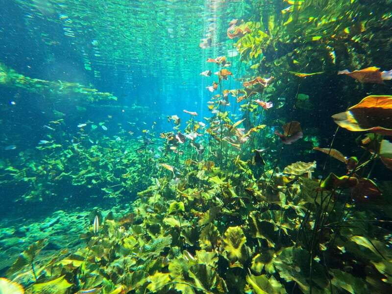 Cancun 2 Cenote Dives: The Pit + Nicte Ha - Certified Divers - Practical Details and Tips