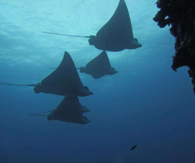 Cancun 2 Dives Shipwreck C55 or C58 & Reef -Certified Divers - Introduction: A Dive into Cancun’s Underwater Treasures