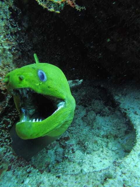 Cancun: 2 Reef Dives at Punta Cancun for Certified Divers - FAQs