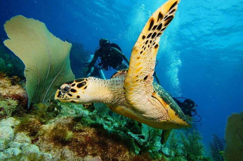 CANCUN: 2T REEF DIVES FOR CERTIFIED DIVERS - The Reefs and Marine Life