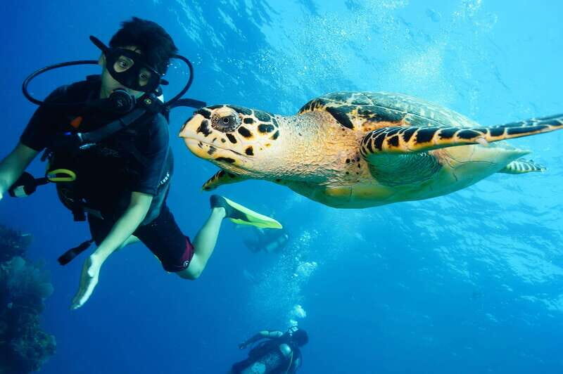 CANCUN: 2T REEF DIVES FOR CERTIFIED DIVERS - Who Will Love This Experience?