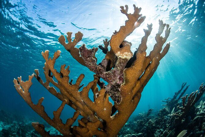 Cancun 6 in 1 Snorkeling Tour: MUSA, Shipwreck, Reefs & Cenotes - What You Can Expect from This 6-in-1 Adventure